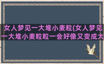 女人梦见一大堆小麦粒(女人梦见一大堆小麦粒粒一会好像又变成大米粒)