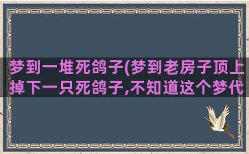 梦到一堆死鸽子(梦到老房子顶上掉下一只死鸽子,不知道这个梦代表什么)