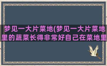 梦见一大片菜地(梦见一大片菜地里的蔬菜长得非常好自己在菜地里摘豆角)