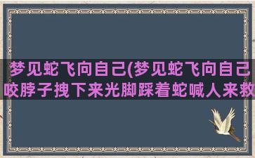 梦见蛇飞向自己(梦见蛇飞向自己咬脖子拽下来光脚踩着蛇喊人来救)